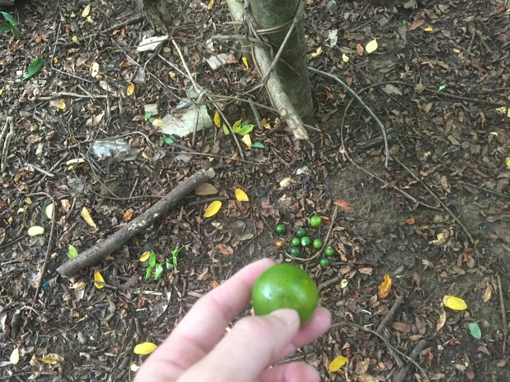 Trải nghiệm xuyên rừng quốc gia Cát Bà - 17