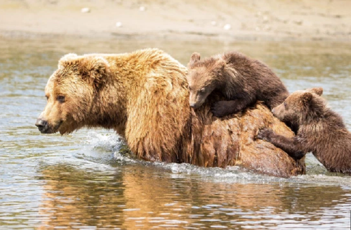 Ảnh: Gấu con bám chặt lưng mẹ để qua sông - 2