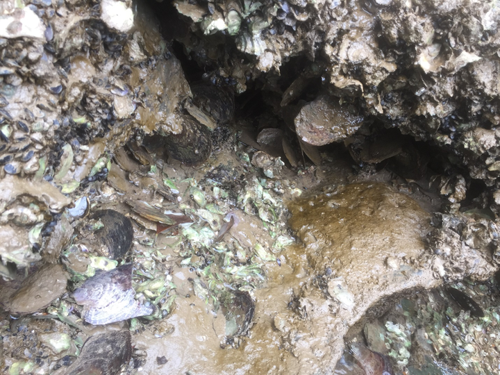 Trải nghiệm xuyên rừng quốc gia Cát Bà - 9