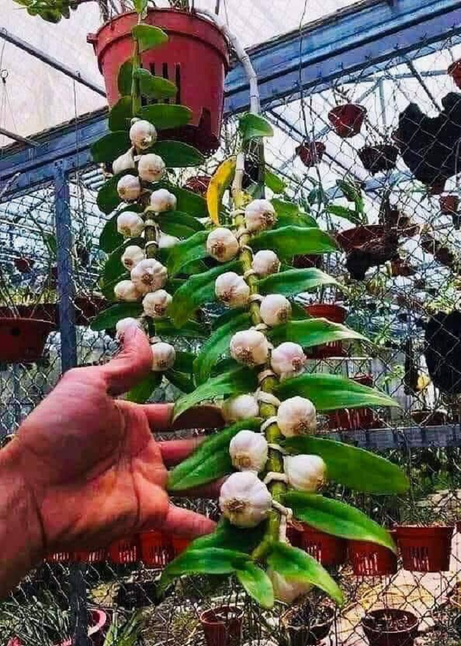 Dân mạng đua nhau 'chế' ảnh giao dịch lan đột biến tiền tỷ - 12