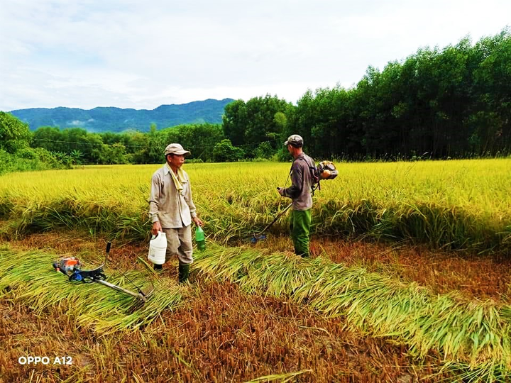 Vợ chồng đi cách ly, cả làng xúm xít đội mưa gặt lúa giùm - 2