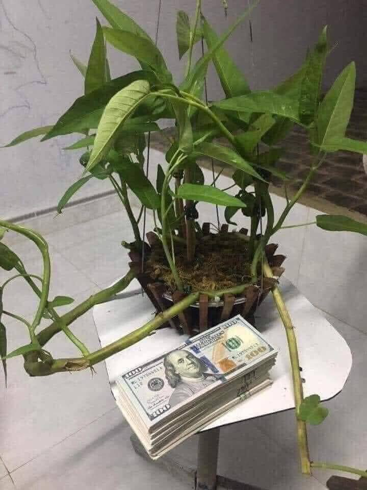 Dân mạng đua nhau 'chế' ảnh giao dịch lan đột biến tiền tỷ - 3