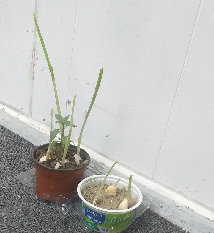 Dân mạng đua nhau 'chế' ảnh giao dịch lan đột biến tiền tỷ - 11