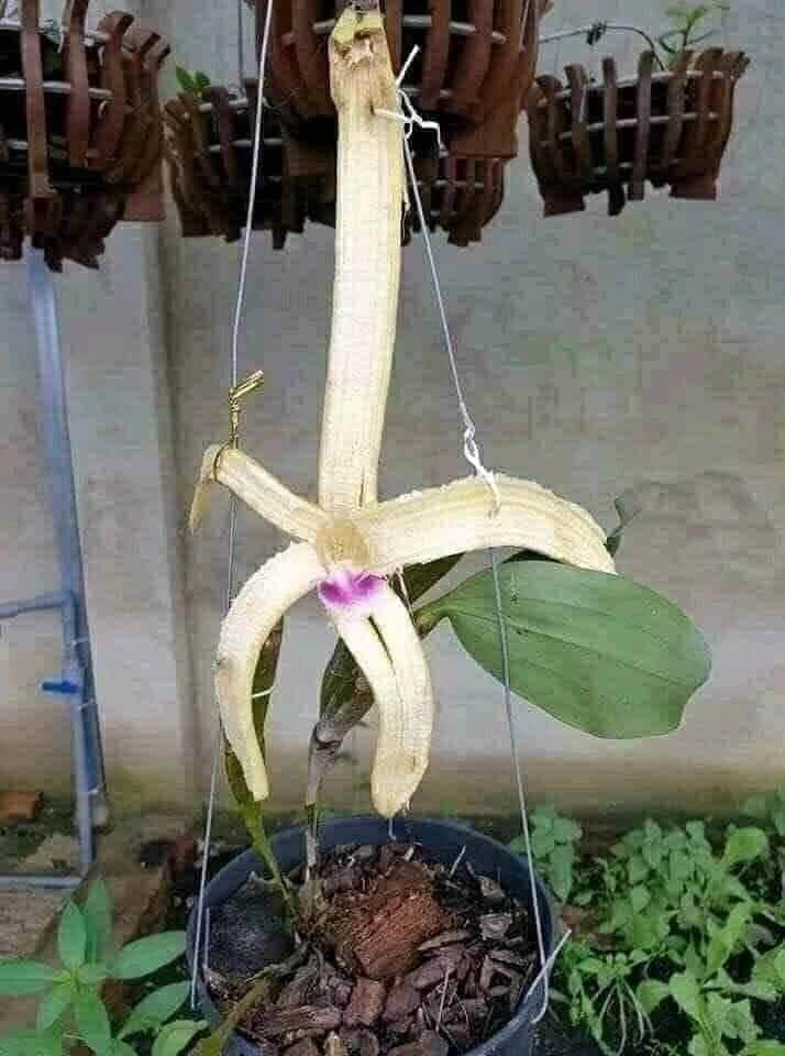 Dân mạng đua nhau 'chế' ảnh giao dịch lan đột biến tiền tỷ - 4