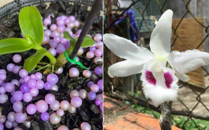 Giới chơi lan chia rẽ sau lùm xùm 'chiêu trò thổi giá' lan đột biến tiền tỷ - 1