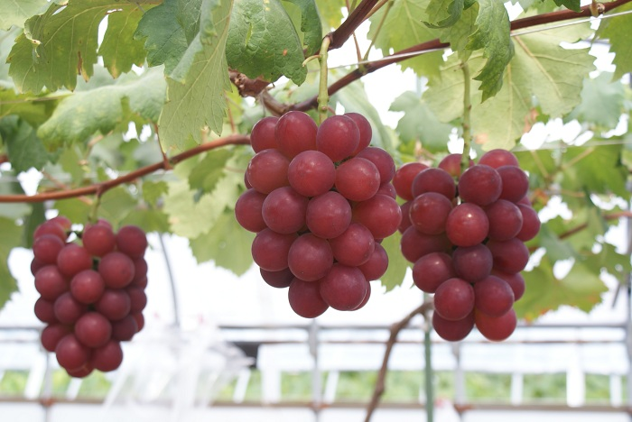 Nho Nhật Bản 11 triệu đồng/chùm gây sốt ở Việt Nam được trồng cầu kỳ thế nào? - 2