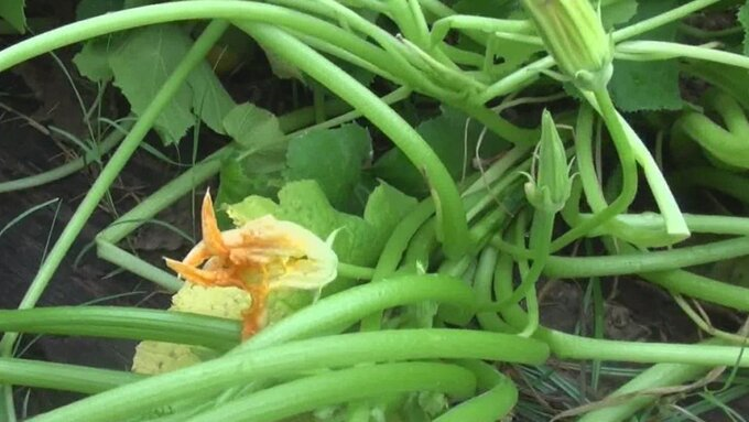 Mỹ tiêu hủy cây bí đao trồng từ hạt giống Trung Quốc - 1