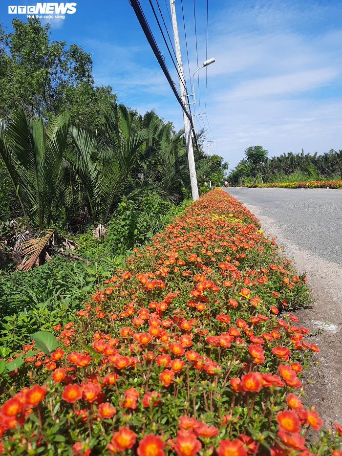 Thảm hoa mười giờ rực rỡ trên nhiều con đường nông thôn ở TP.HCM - 2