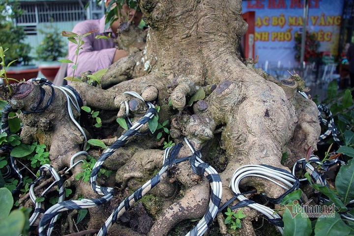 Mai trăm tuổi được dát 9 chỉ vàng SJC, trả 2 tỷ đồng chưa bán - 8