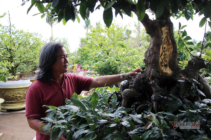 Mai trăm tuổi được dát 9 chỉ vàng SJC, trả 2 tỷ đồng chưa bán - 3