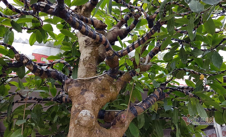 Mai trăm tuổi được dát 9 chỉ vàng SJC, trả 2 tỷ đồng chưa bán - 5