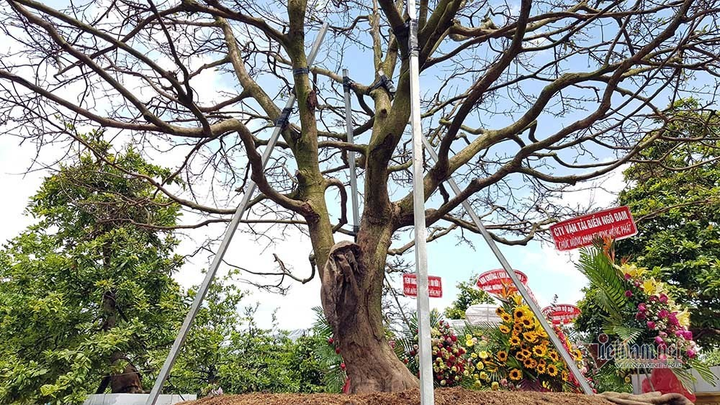 Mai trăm tuổi được dát 9 chỉ vàng SJC, trả 2 tỷ đồng chưa bán - 10