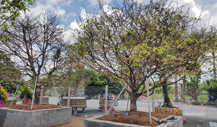 Mai trăm tuổi được dát 9 chỉ vàng SJC, trả 2 tỷ đồng chưa bán - 11