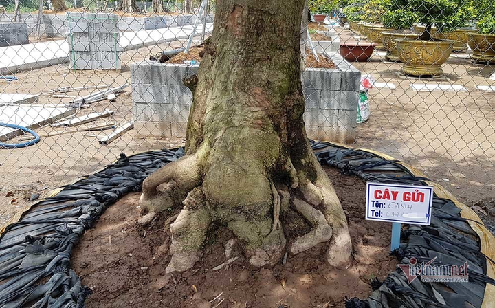 Mai trăm tuổi được dát 9 chỉ vàng SJC, trả 2 tỷ đồng chưa bán - 15