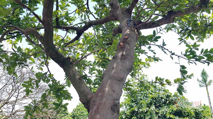 Mai trăm tuổi được dát 9 chỉ vàng SJC, trả 2 tỷ đồng chưa bán - 14