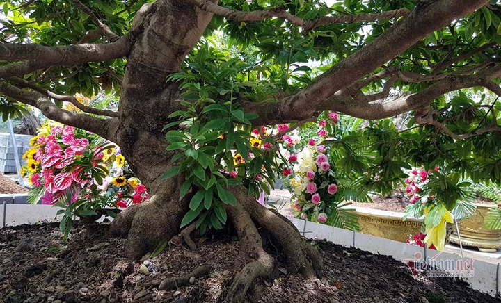 Mai trăm tuổi được dát 9 chỉ vàng SJC, trả 2 tỷ đồng chưa bán - 9