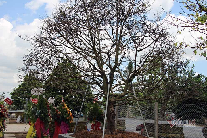 Mai trăm tuổi được dát 9 chỉ vàng SJC, trả 2 tỷ đồng chưa bán - 16