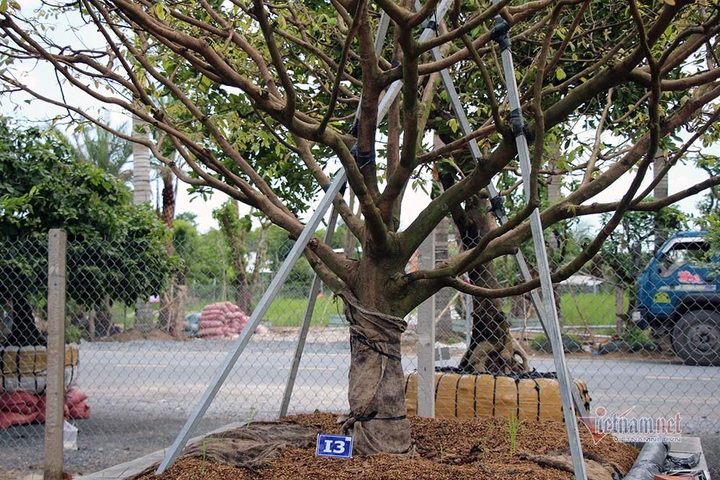 Mai trăm tuổi được dát 9 chỉ vàng SJC, trả 2 tỷ đồng chưa bán - 12