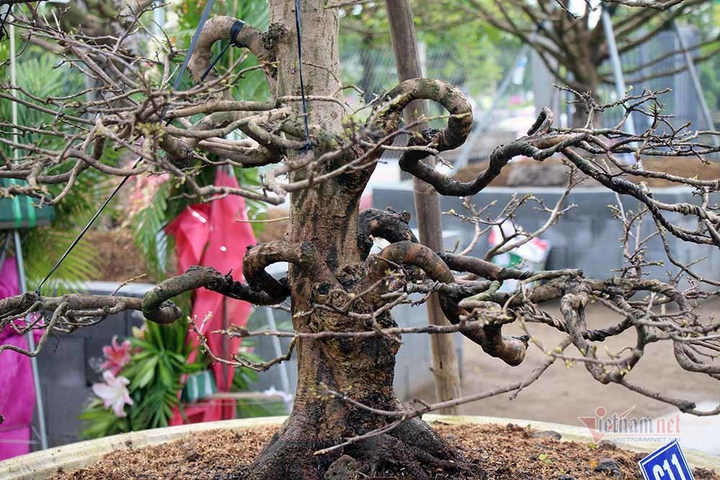 Mai trăm tuổi được dát 9 chỉ vàng SJC, trả 2 tỷ đồng chưa bán - 13