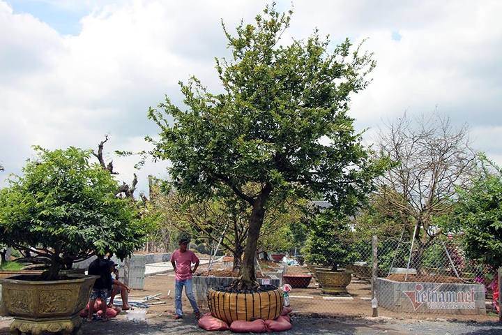 Mai trăm tuổi được dát 9 chỉ vàng SJC, trả 2 tỷ đồng chưa bán - 19