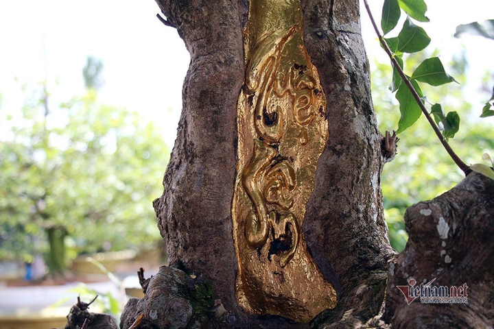 Mai trăm tuổi được dát 9 chỉ vàng SJC, trả 2 tỷ đồng chưa bán - 2