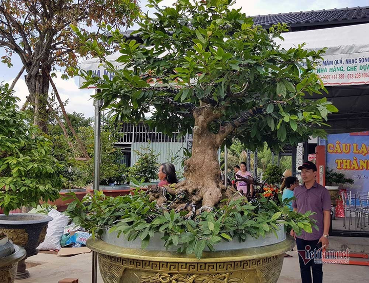 Mai trăm tuổi được dát 9 chỉ vàng SJC, trả 2 tỷ đồng chưa bán - 1