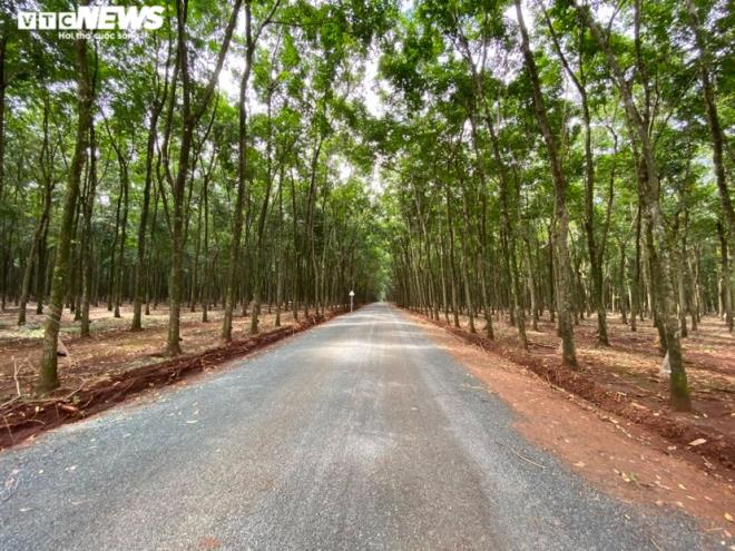 Lùm xùm con đường 'mặc kệ' nhà dân đi vào rừng cao su ở Bình Phước: Tin mới nhất - 2
