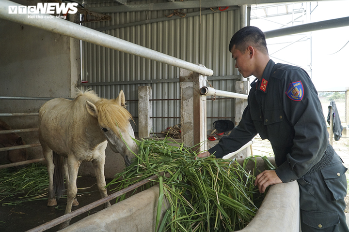 Xem cảnh sát cơ động cưỡi ngựa nhảy vượt rào, đổ rạp người nhặt đồ vật - 11
