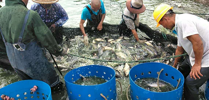 Từ chàng thanh niên say mê với nghề cá tới nghệ nhân thủy sản - 4