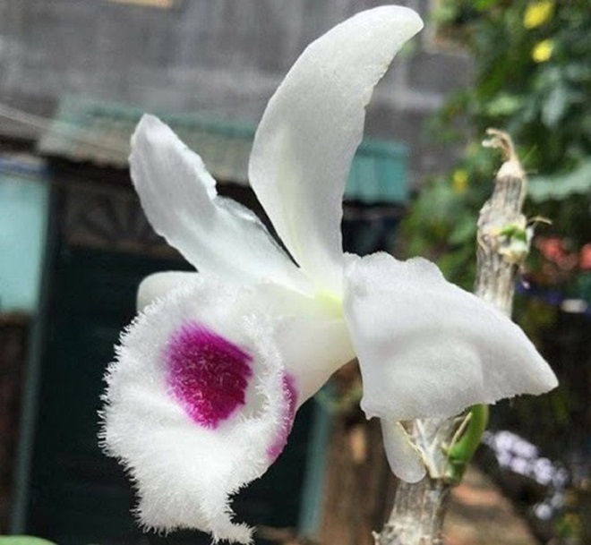 Quay cuồng chơi lan đột biến bạc tỷ, cẩn thận nhận 'quả đắng' - 3