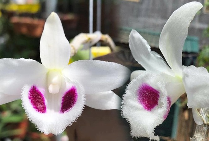 Quay cuồng chơi lan đột biến bạc tỷ, cẩn thận nhận 'quả đắng' - 1