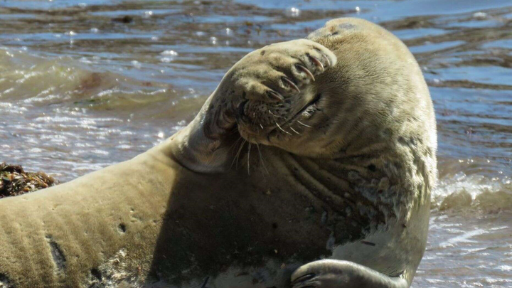 Hải cẩu ngại ngùng che mặt khi thấy máy ảnh - 1