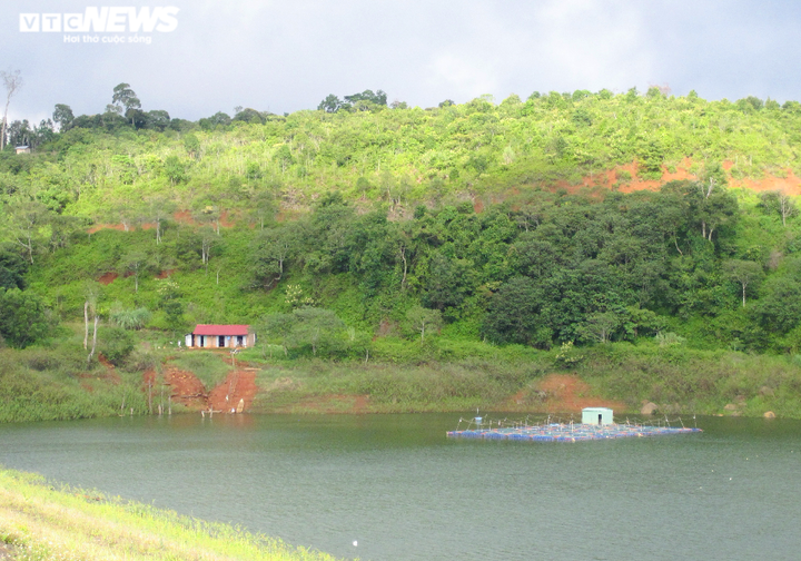 Nuôi cá 'ngàn đô' trên ốc đảo Tây Nguyên - 7