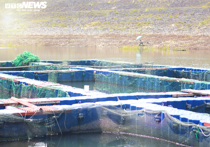 Nuôi cá 'ngàn đô' trên ốc đảo Tây Nguyên - 2