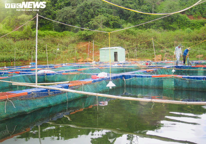 Nuôi cá 'ngàn đô' trên ốc đảo Tây Nguyên - 8