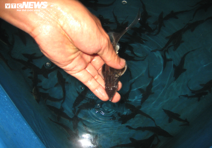 Nuôi cá 'ngàn đô' trên ốc đảo Tây Nguyên - 9