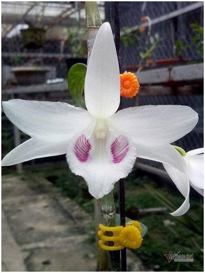 Nhà vườn thường dùng chiêu trò gì khiến người chơi lan 'ăn' trái đắng? - 3