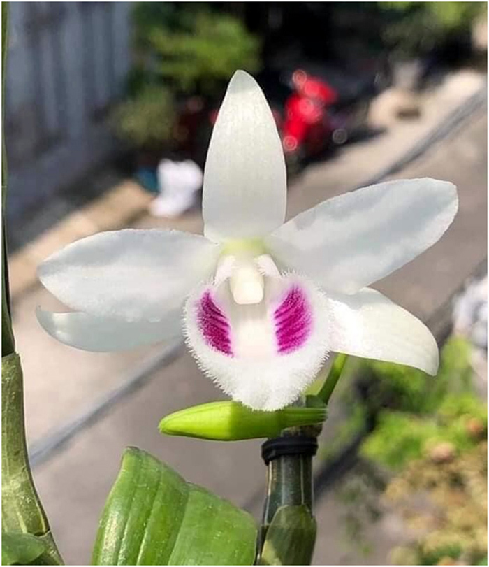 Nhà vườn thường dùng chiêu trò gì khiến người chơi lan 'ăn' trái đắng? - 2