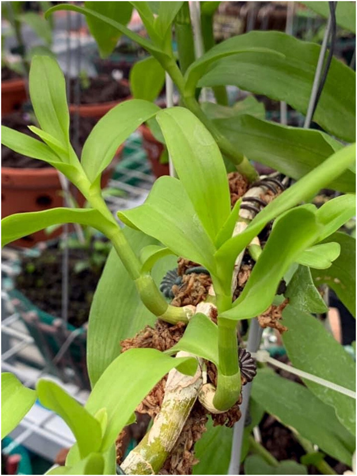 Nhà vườn thường dùng chiêu trò gì khiến người chơi lan 'ăn' trái đắng? - 1