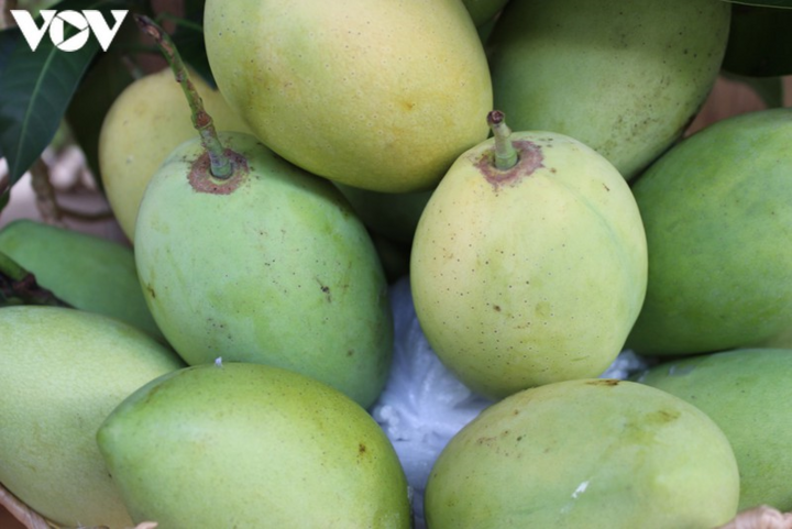 Mạo danh mã số vùng trồng xoài: Không biết kiện ai, tiền đâu để kiện? - 1