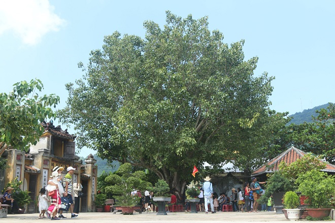 Một ngày thong dong trên đảo Cù Lao Chàm - 5