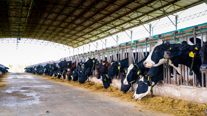 Sữa tươi chất lượng cao vượt trội - thành quả mới từ trang trại bò sữa NutiMilk - 2