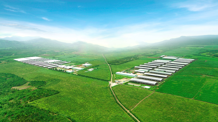 Sữa tươi chất lượng cao vượt trội - thành quả mới từ trang trại bò sữa NutiMilk - 1