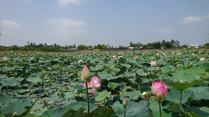 Đồng Tháp – vùng đất với những điều duy nhất - 7