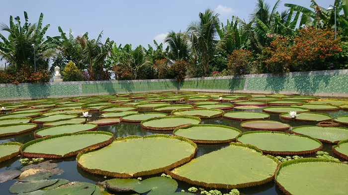 Đồng Tháp – vùng đất với những điều duy nhất - 8