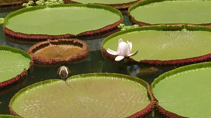 Đồng Tháp – vùng đất với những điều duy nhất - 9