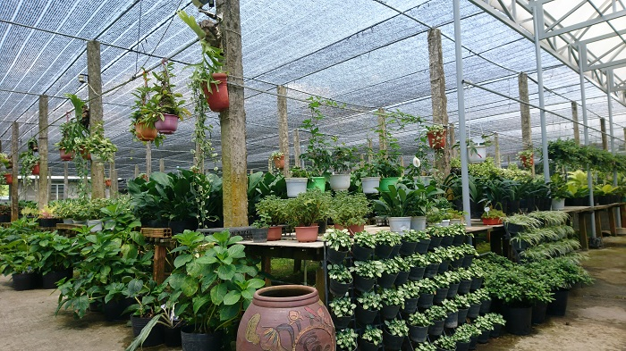 Đồng Tháp – vùng đất với những điều duy nhất - 10