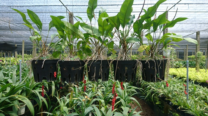 Đồng Tháp – vùng đất với những điều duy nhất - 11