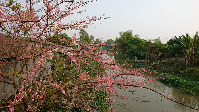 Đồng Tháp – vùng đất với những điều duy nhất - 14