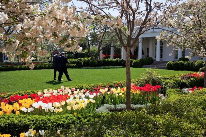 Ảnh: Không nhận ra vườn hồng Nhà Trắng sau khi được bà Trump cải tạo - 1